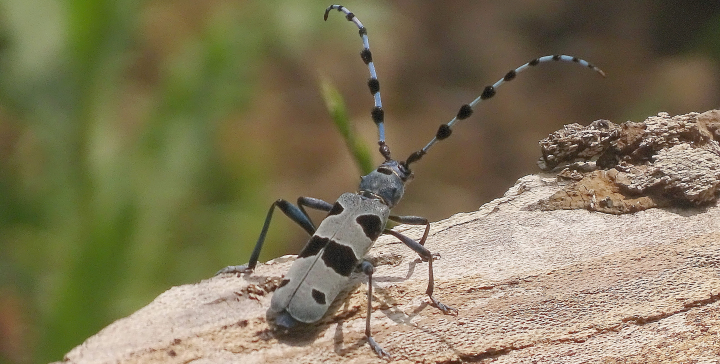 Ziele von Alpenbockschutz.de