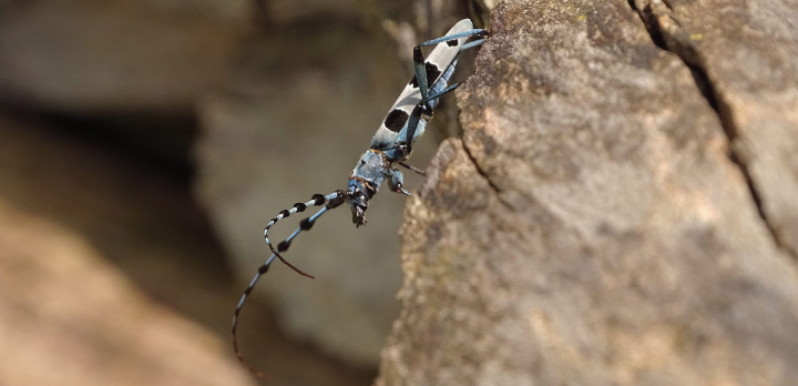 Ziele von Alpenbockschutz.de
